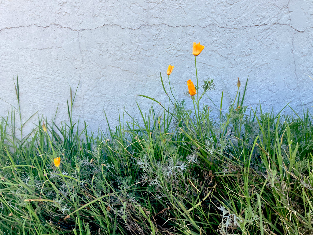California poppies among a tangle of weeds